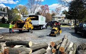 Best Tree Removal  in Springfield, TN