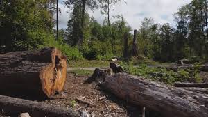 Best Commercial Tree Services  in Springfield, TN