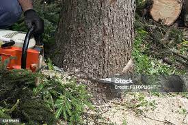 Best Tree Disease Treatment  in Springfield, TN