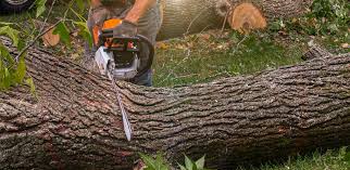 Best Tree Preservation Services  in Springfield, TN