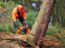 Best Lawn Pest Prevention  in Springfield, TN