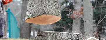 How Our Tree Care Process Works  in  Springfield, TN