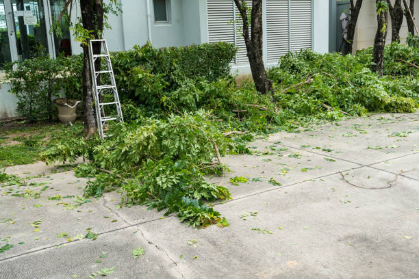 Best Tree Maintenance Programs  in Springfield, TN