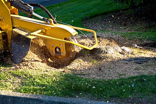 Best Tree Mulching  in Springfield, TN