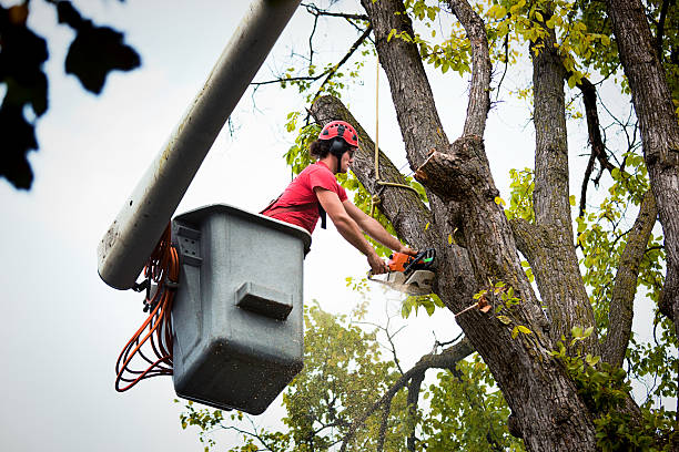 Best Tree and Shrub Care  in Springfield, TN