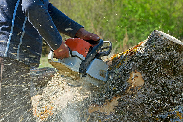 Best Lawn Disease Treatment  in Springfield, TN