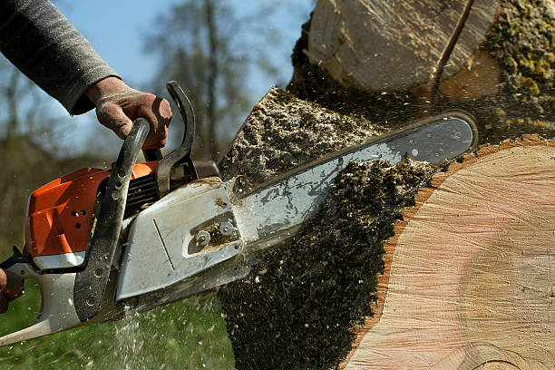 Best Hazardous Tree Removal  in Springfield, TN