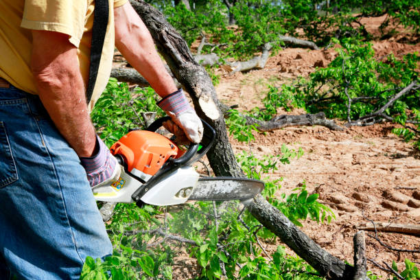 Best Weed Control  in Springfield, TN