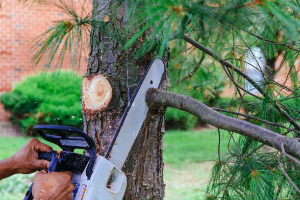Best Storm Damage Tree Cleanup  in Springfield, TN